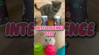 Intelligence Test  Cat vs Hamster hamsters cats shorts pets diy [upl. by Travax]