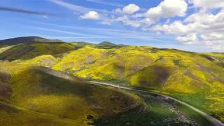 California Wildflower Super Bloom by drone 2019 Carrizo Plain Antelope Valley 4K [upl. by Ram]