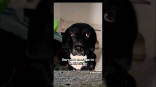 Doy perro en adopción humor animalandia respetoanimal shortsfeed dog perros viral colombia [upl. by Ebberta]