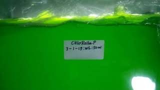 Kultur Phytoplankton jenis chlorella Media Aquarium UGOPLANKTON [upl. by Taka]