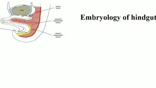 L5 Anatomy Embryology of Hindgut GIT41 [upl. by Eyk980]