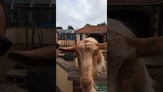 When in Skegness come and say hello to the goats in the seal sanctuary goat skegness [upl. by Cherian]