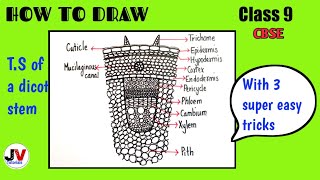 section of stem diagramts section of dicot stem diagram [upl. by Areit]