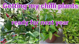 Getting my chilli plants ready for next year [upl. by Cam]