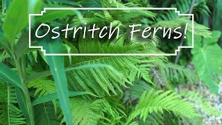 Ostrich Ferns Matteucia struthiopteris  Fern Friday Season 2 [upl. by Kablesh364]