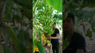 Fruit care in Andhra 🍌🌲short [upl. by Jacynth]