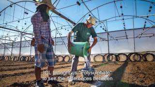 Increasing tomato crop profit with Polysulphate  a farmer’s experience from Israel [upl. by Arah513]