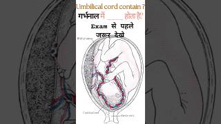 Umbilical cord  गर्भनाल kurilsir shortsshortshortvideo shortsvideoviralshorts currentaffairs [upl. by Blayze738]