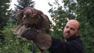 TEASER Ontario Falconry Centre Bowmanville ON [upl. by Fischer]