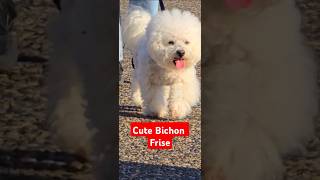 Bichon Frise Show [upl. by Nomead756]