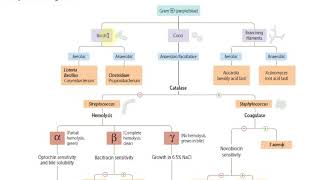 Gram positive bacteria overview [upl. by Enilorak]