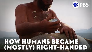 How Humans Became Mostly RightHanded [upl. by Ycnan]