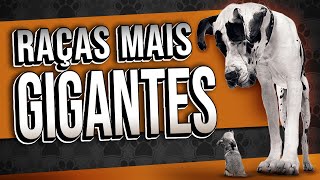 Os MAIORES cachorros do MUNDO  Top 10 [upl. by Franza]