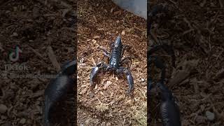 Our female Heterometrus spinifer Asian Forest scorpionanimals nature [upl. by Witha]