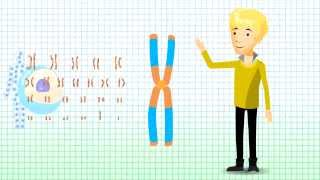 Understanding Chromosomal Translocation  Robertsonian Translocation v12 [upl. by Enawtna]