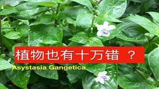 宽叶十万错功效与作用Asystasia Gangetica uses pokok Ara songsang [upl. by Wake]