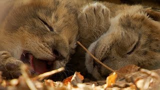 Lioness Cuddles Her Newborn Cubs  BBC Earth [upl. by Nosidda]