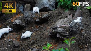 Mice and Nature The Perfect Combo for Cats 🐁🌱 [upl. by Rodina200]