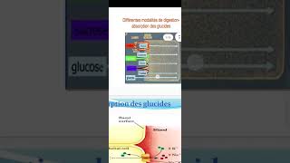 métabolisme des glucides glycolyse ✅ [upl. by Frye]