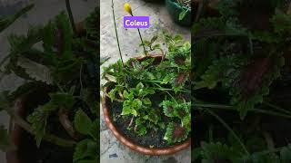 Coleuscoleus plant care how to grow coleus from cuttings coleus plant propagation method [upl. by Moreen]