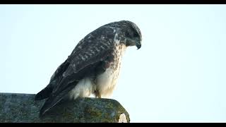 Mäusebussard Buteo buteo buzzard [upl. by Atinuaj854]