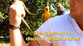 Full Adventure Discovering Africas Beautiful amp Deadly Snakes with the Help of My Parrots [upl. by Keavy167]