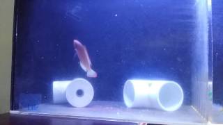 Red margin fairy wrasse for sale [upl. by Asilec753]