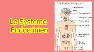 le système endocrinien [upl. by Aehtla]