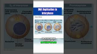 DNA Replication during S Phase [upl. by Aivat]