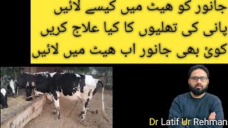 cow bafflo or goat ko heat ma lane ka Formula cow goat bafflo dr Latif Ur Rehman [upl. by Alicia526]