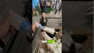 DANI VS LAS CABRAS😂🤷🏻‍♂️😱 [upl. by Nauqe]