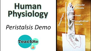 PERISTALSIS real life demo  Biology [upl. by Paapanen]