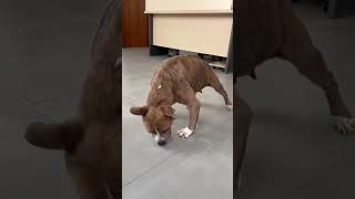 The Incredible Comeback of a Paralyzed Dog with Anaplasma Dysplasia and Spine Damage [upl. by Refinnaej]