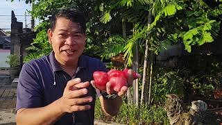 ANG DAMING BUNGA NG MACOPA RED NA RED AT MALALAKI PA fruit garden [upl. by Victorie]