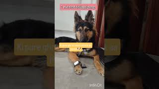 2 min baad reels german shepherd jesper jesper funny animal youtube funny german [upl. by Greiner]