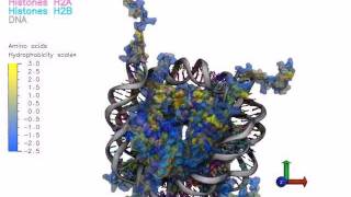 Nucleosome Structure Hydrophobic Surface and Charges [upl. by Cardie]