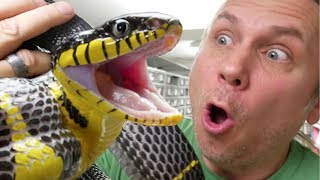 ALMOST BITTEN BY A MILDLY VENOMOUS SNAKE  BRIAN BARCZYK [upl. by Garihc866]