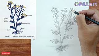 9th PB Biology Diagram 06External morphology of Brassica [upl. by Jemmie]