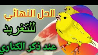 الحل نهائي لمشكلة عدم تغريد ذكر الكناري canaries canariharz طائرالحسون طائرالكناري كناري [upl. by Kcire]