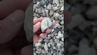 Discovering a Fossil Oyster in a Gravel Pit fossil fossilhunt oyster [upl. by Einhpad]