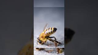 आखिर ऐसा क्यों   Honey Bee किसी इंशान को काटने के बाद मर जाते है 😰  shorts [upl. by Nika]