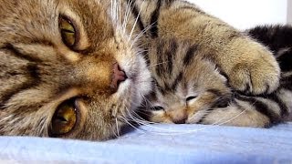 Mom Cat talking to her Cute Meowing Kittens  Generation quotPquot [upl. by Anirbaz]