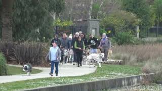 Great Dane Lovers Pakenham Lake walk Pakenham Victoria [upl. by Atirahc]