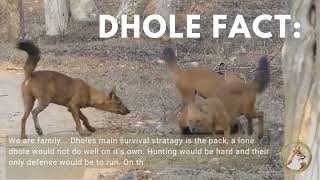 Dhole Fact Family [upl. by Kera]