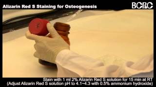 Alizarin Red S Staining for Oseogenesis [upl. by Nyahs]