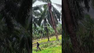 Luar biasa keterampilan wanita ini panen kelapa sawit [upl. by Airolg]