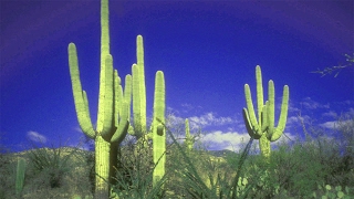 Sowing Saguaro Cactus Seeds  Carnegiea gigantea from Groovyman 1968 [upl. by Ecnerual]