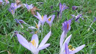 Crocus Lawn [upl. by Martinelli]