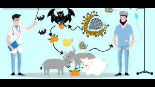 What are zoonosis  World Health Organization [upl. by Neram]