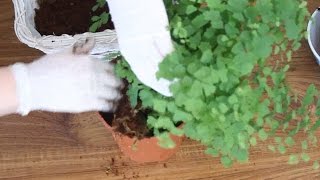 RePotting Maidenhair Fern For A Reptile Terrarium [upl. by Jezebel]